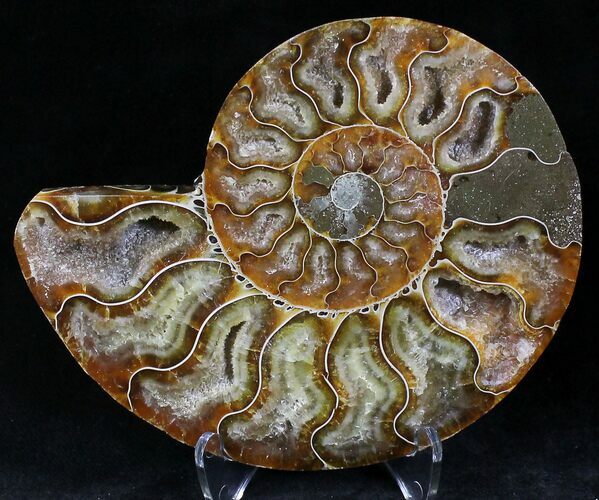 Agatized Ammonite Fossil (Half) #22269